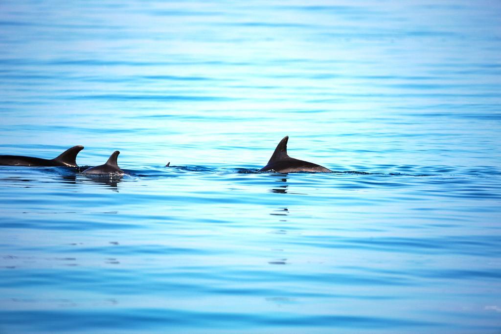Moevenpick Resort El Sokhna Ain Sukhna Buitenkant foto Spinner dolphins